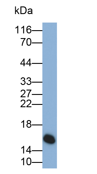 Polyclonal Antibody to Prealbumin (PALB)