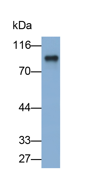 Polyclonal Antibody to Forkhead Box Protein O3 (FOXO3)