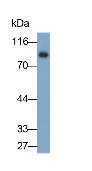 Polyclonal Antibody to Lactoferrin (LTF)