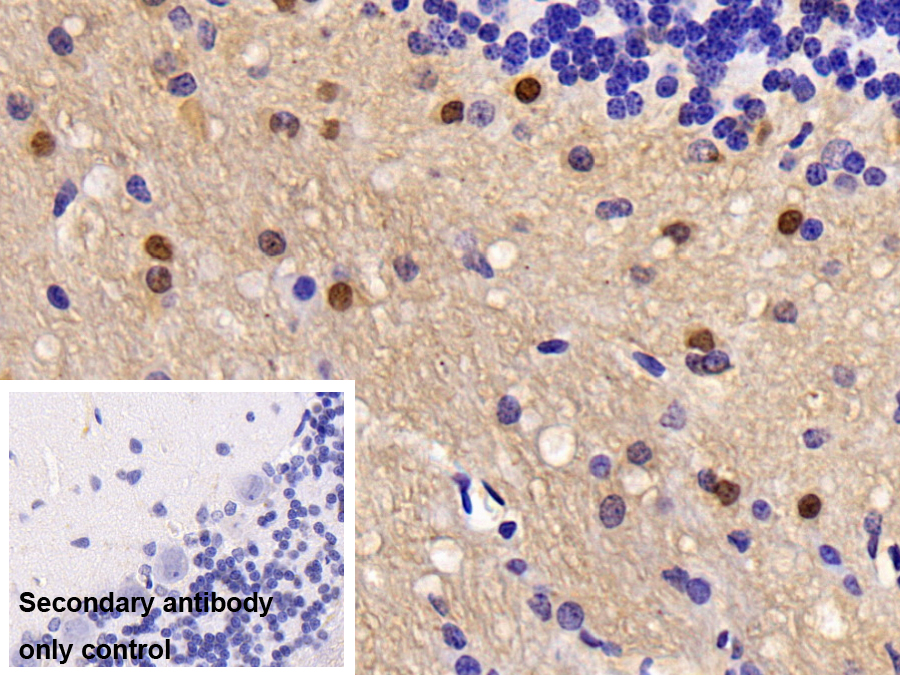 Polyclonal Antibody to Carbonic Anhydrase II (CA2)