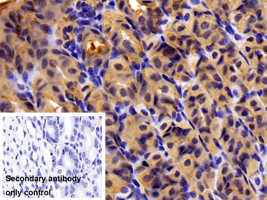 Polyclonal Antibody to Carbonic Anhydrase II (CA2)