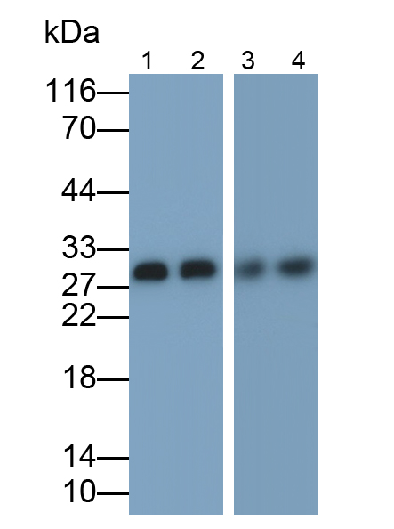 Polyclonal Antibody to Carbonic Anhydrase II (CA2)