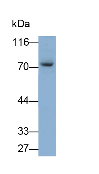 Polyclonal Antibody to Complement Factor P (CFP)