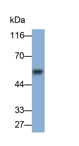 Polyclonal Antibody to Complement Factor P (CFP)