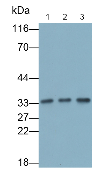 Polyclonal Antibody to Programmed Cell Death Protein 1 Ligand 1 (PDL1)