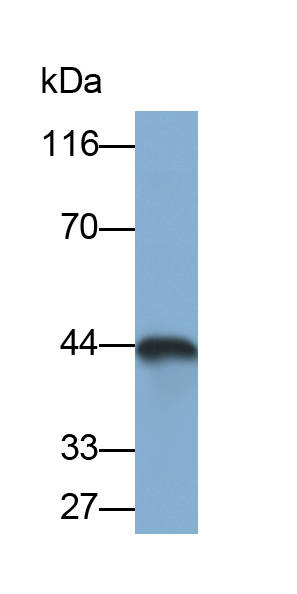 Polyclonal Antibody to Programmed Cell Death Protein 1 Ligand 1 (PDL1)