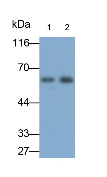 Polyclonal Antibody to Angiotensinogen (AGT)