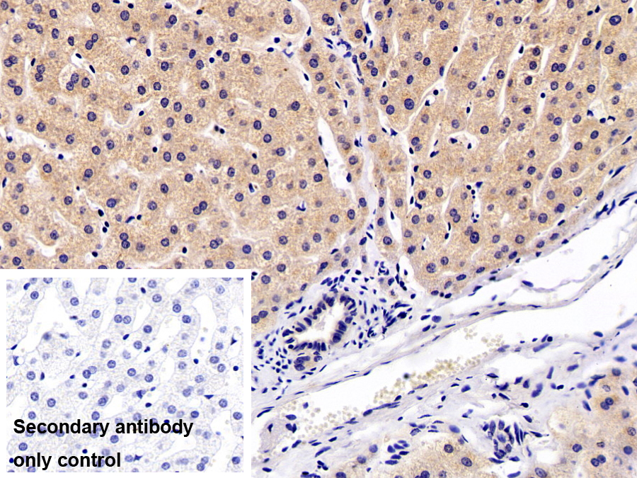 Polyclonal Antibody to Angiotensinogen (AGT)