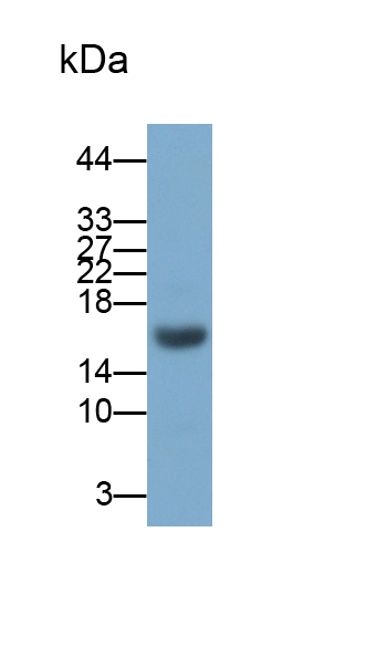 Polyclonal Antibody to Cholecystokinin (CCK)