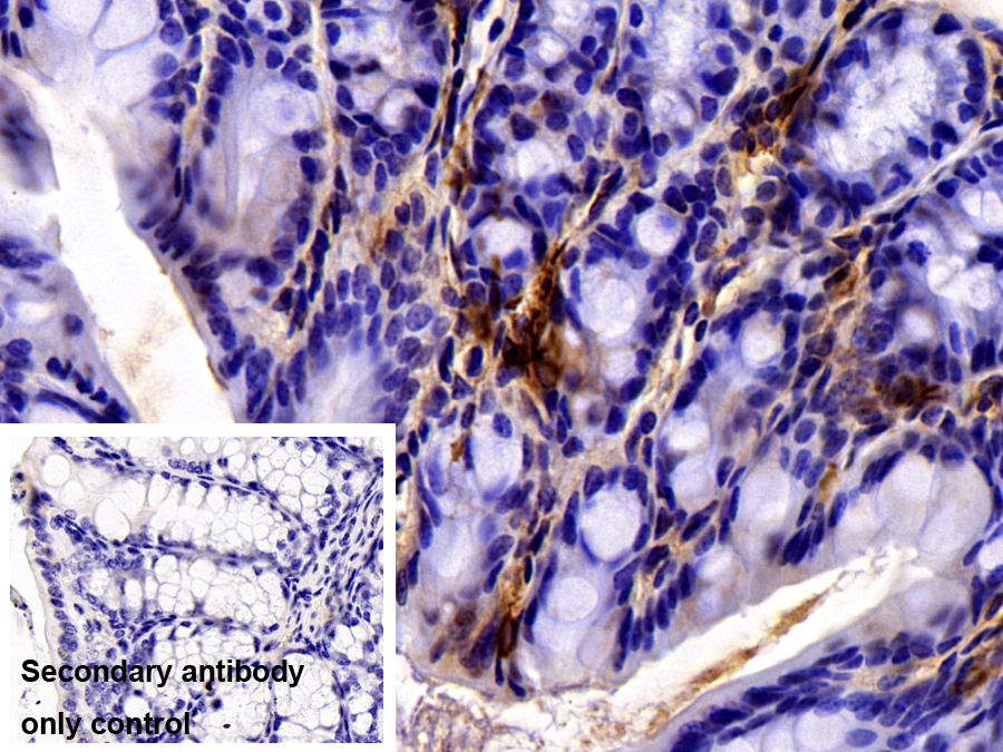 Polyclonal Antibody to 5-Hydroxytryptamine (5-HT)