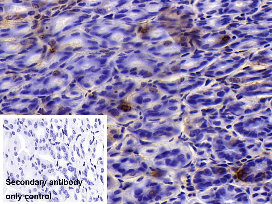 Polyclonal Antibody to 5-Hydroxytryptamine (5-HT)