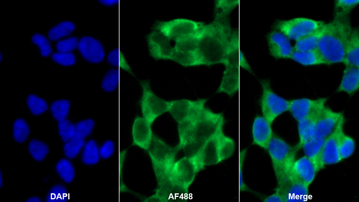 Polyclonal Antibody to Nitric Oxide Synthase 1, Neuronal (NOS1)
