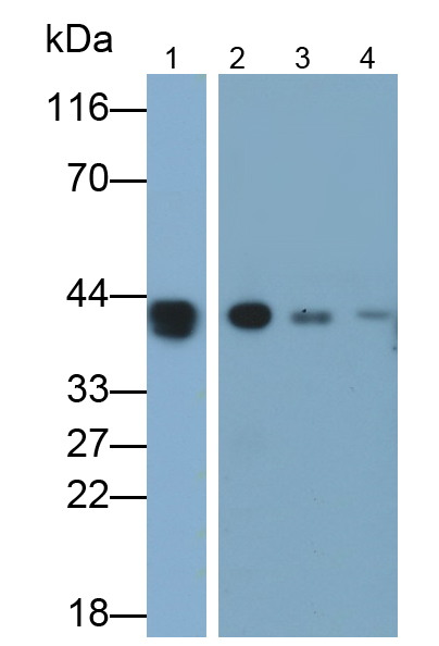Polyclonal Antibody to Haptoglobin (Hpt)