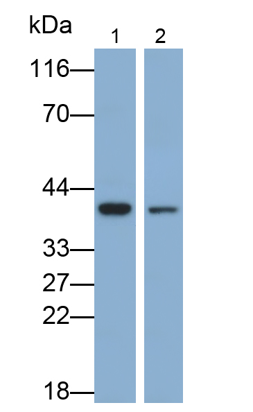 Polyclonal Antibody to Haptoglobin (Hpt)