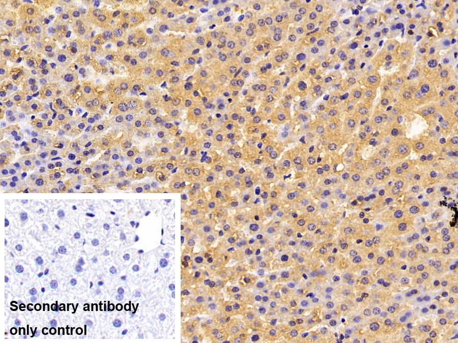 Polyclonal Antibody to Haptoglobin (Hpt)