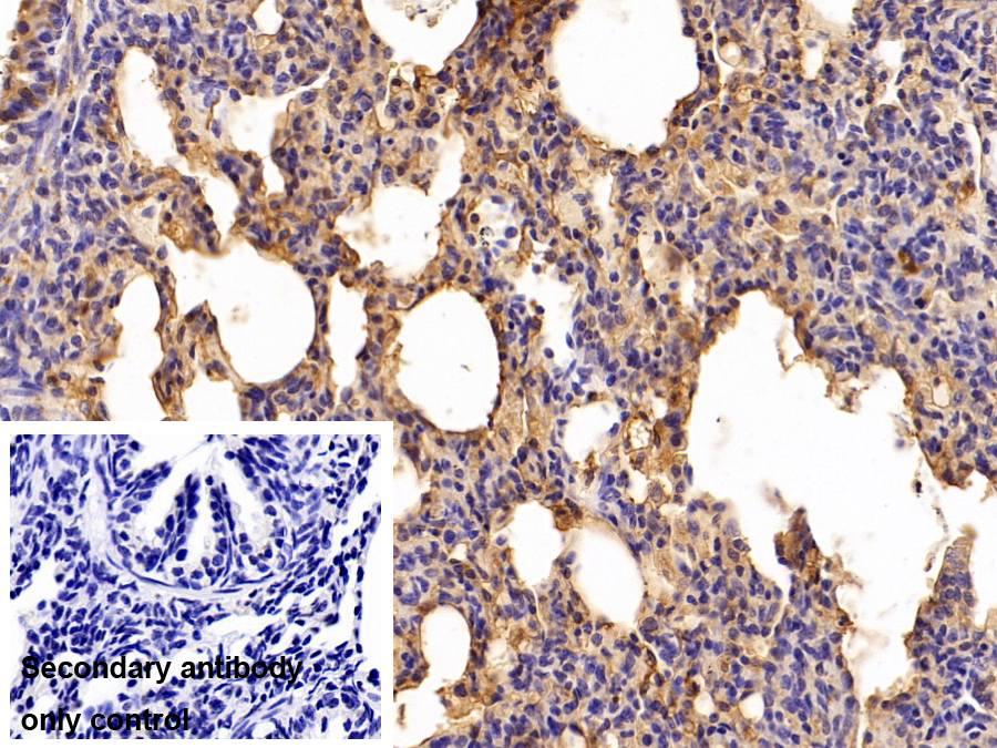 Polyclonal Antibody to Haptoglobin (Hpt)