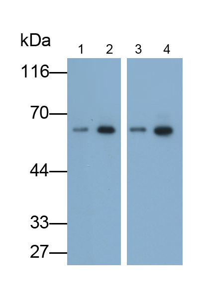 Polyclonal Antibody to Heat Shock Protein 60 (Hsp60)