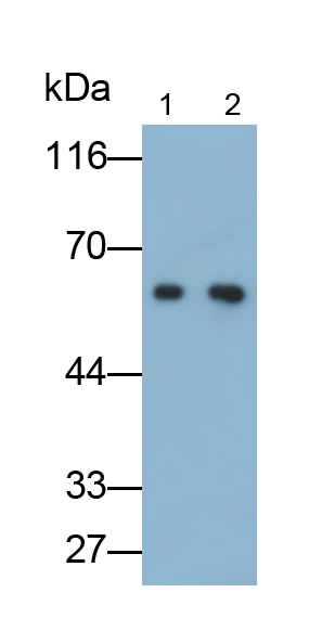 Polyclonal Antibody to Heat Shock Protein 60 (Hsp60)