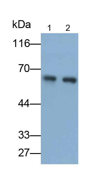 Polyclonal Antibody to Heat Shock Protein 60 (Hsp60)