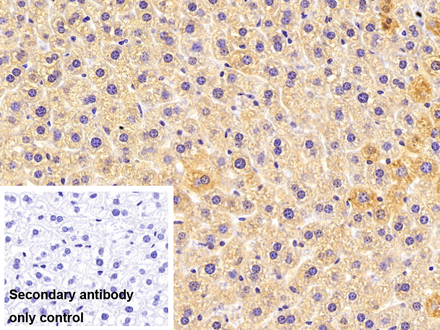 Polyclonal Antibody to Heat Shock Protein 90kDa Beta 1 (HSP90b1)