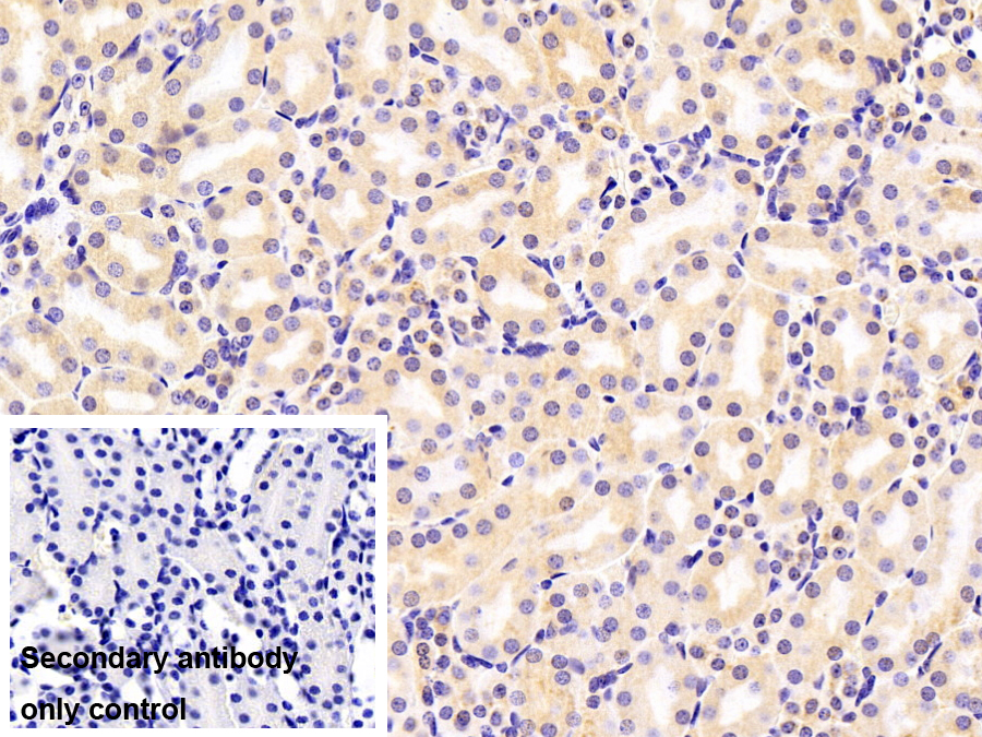 Polyclonal Antibody to Heat Shock Protein 90kDa Beta 1 (HSP90b1)