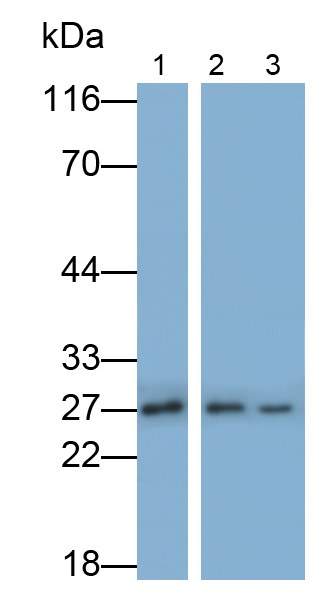 Polyclonal Antibody to Corticotropin Releasing Factor (CRF)