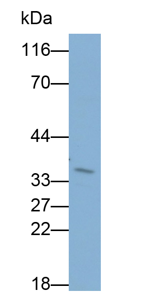 Polyclonal Antibody to Caspase 8 (CASP8)
