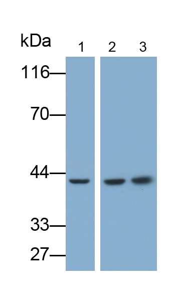 Polyclonal Antibody to Caspase 8 (CASP8)