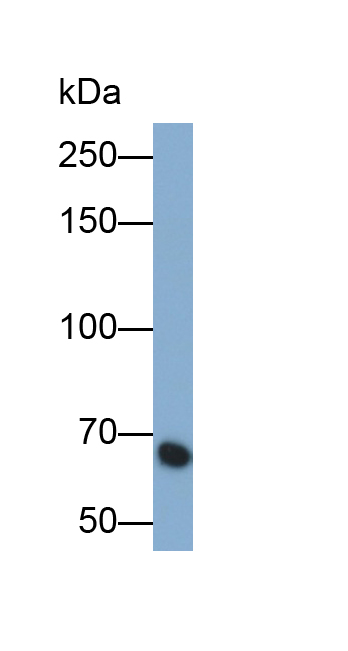 Polyclonal Antibody to Complement Component 3 (C3)