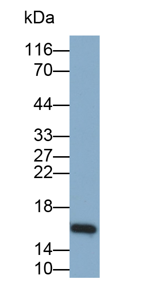 Polyclonal Antibody to Cluster Of Differentiation 247 (CD247)