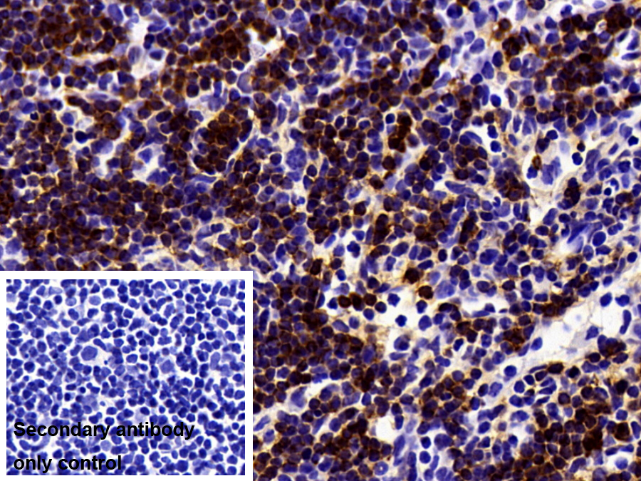 Polyclonal Antibody to Carbonic Anhydrase I (CA1)