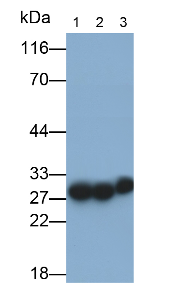 Polyclonal Antibody to Carbonic Anhydrase I (CA1)