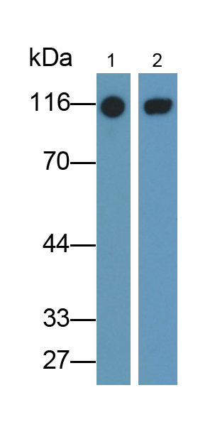Polyclonal Antibody to Cluster Of Differentiation 26 (CD26)