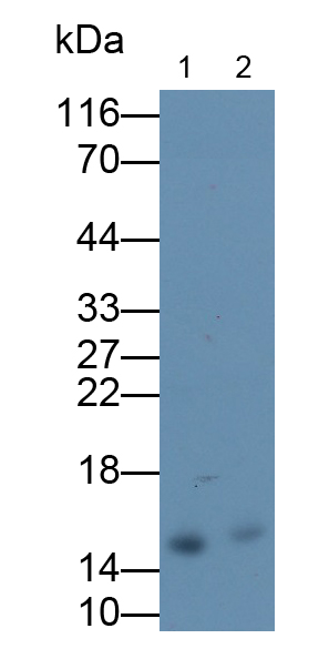Polyclonal Antibody to Serum Amyloid A (SAA)