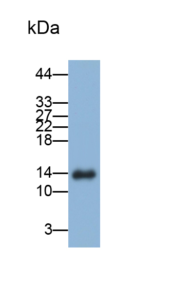 Polyclonal Antibody to Serum Amyloid A (SAA)