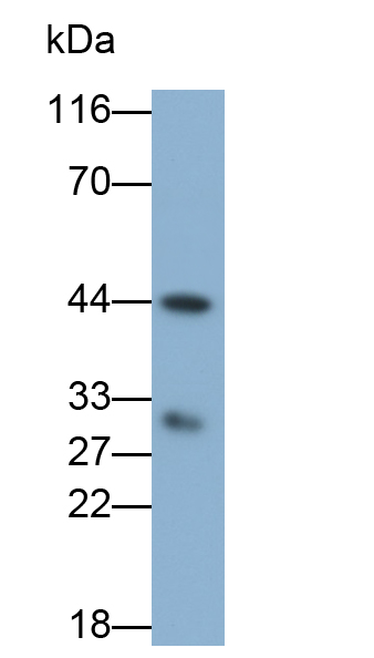 Polyclonal Antibody to Renin (REN)