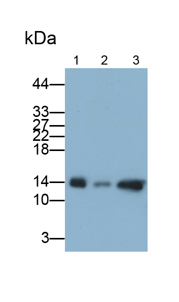 Polyclonal Antibody to Cystatin C (Cys-C)