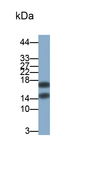 Polyclonal Antibody to Cystatin C (Cys-C)