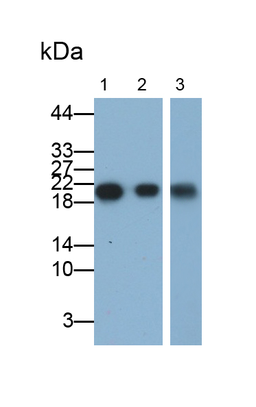 Polyclonal Antibody to Retinol Binding Protein 4 (RBP4)