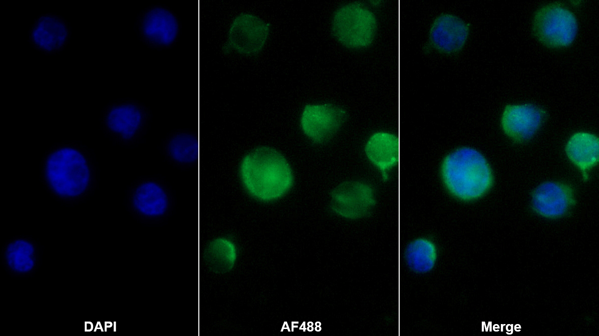 Polyclonal Antibody to Intelectin 1 (ITLN1)
