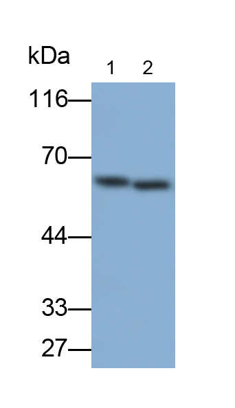 Polyclonal Antibody to Signal Regulatory Protein Alpha (SIRPa)