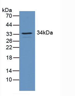 Polyclonal Antibody to Regulator Of G Protein Signaling 4 (RGS4)