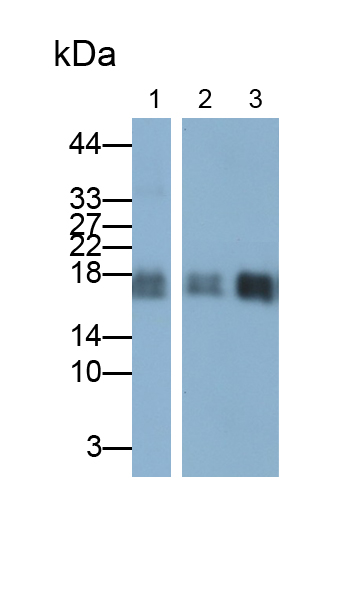 Polyclonal Antibody to Cyclophilin A (CYPA)