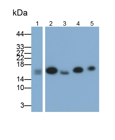 Polyclonal Antibody to Cyclophilin A (CYPA)