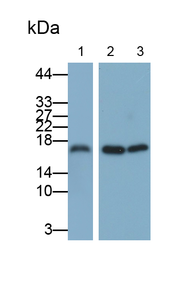 Polyclonal Antibody to Cyclophilin A (CYPA)