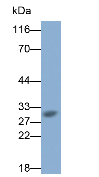 Polyclonal Antibody to Protein Zero, Myelin (MPZ)