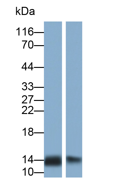 Polyclonal Antibody to Alpha-Lactalbumin (aLA)