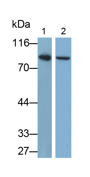 Polyclonal Antibody to Amyloid Precursor Protein (APP)