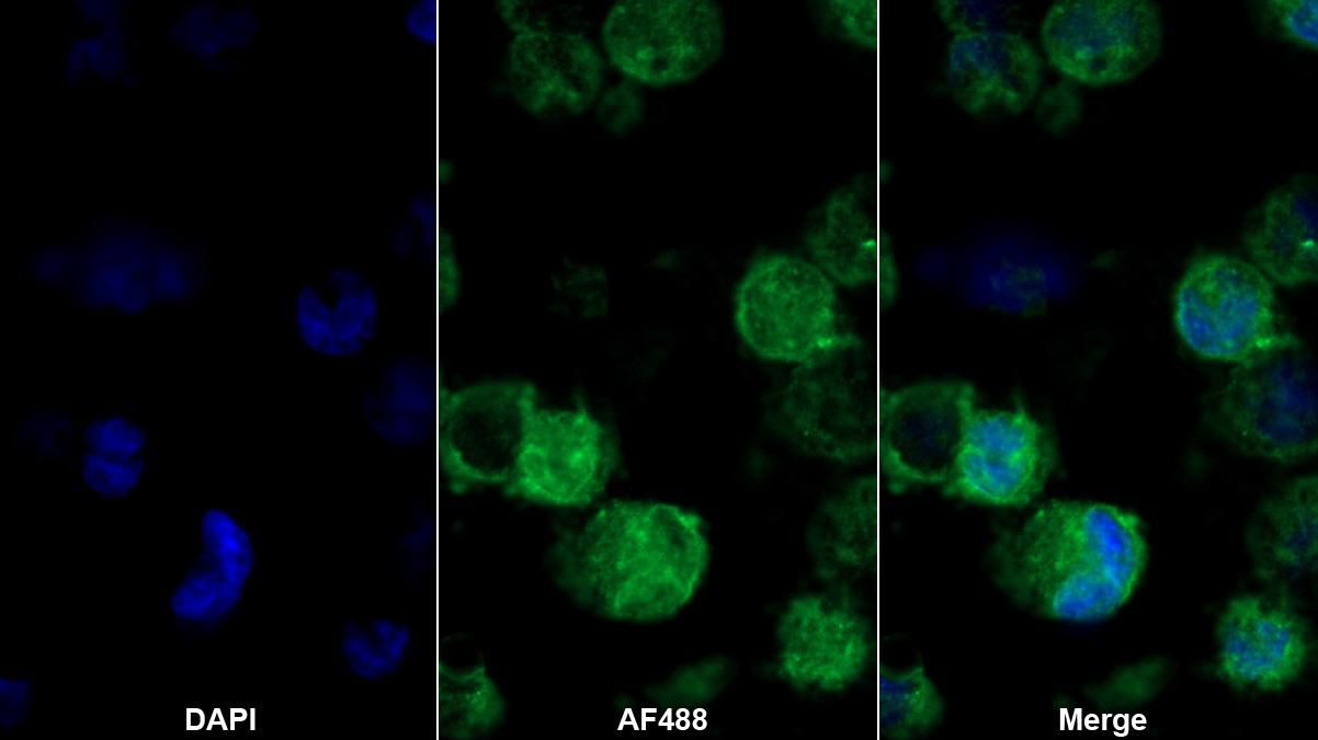 Polyclonal Antibody to Ubiquitin Activating Enzyme E1 Like Protein (UBE1L)