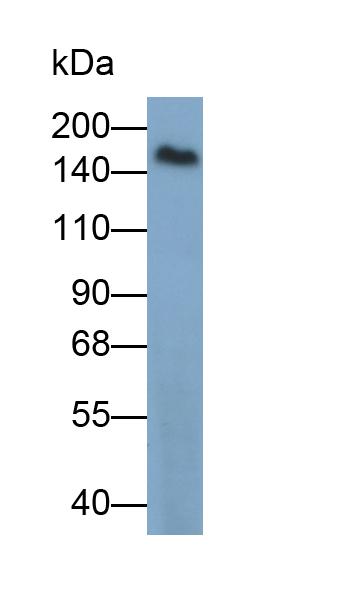 Polyclonal Antibody to Protein Tyrosine Phosphatase Receptor Type C (CD45)